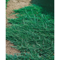 Juniperus horizontalis ´Wiltonii´ / Borievka , 20-30 cm, C1,5