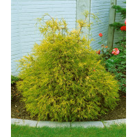 Chamaecyparis pisifera ´Filifera Aurea´ / Cypruštek, 12-15 cm, K9