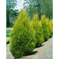 Cupressocyparis leylandii ´Gold Rider´/ Cyprusovec leylandský, bal. 10 ks na živý plot, 25-30 cm, 10xK9