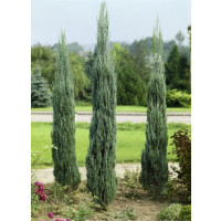 Juniperus scopulorum 'Skyrocket' / Borievka, 50-70 cm, C2