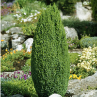 Juniperus communis ´Compressa´ / Borievka, 30-40 cm, C3