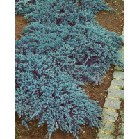 Juniperus squamata 'Blue Carpet' / Borievka ´Modrý koberec´, 15-20 cm, K9