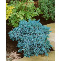Juniperus squamata 'Blue Star' / Borievka šupinatá, 12-15 cm, C2