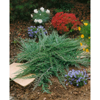 Juniperus horizontalis ´Prince of Wales´ / Borievka, 15 - 20 cm, K9
