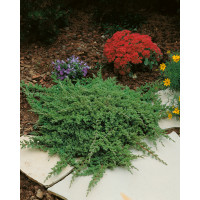 Juniperus procumbens 'Nana' / Borievka poliehavá, 8-10 cm, K9