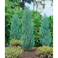 Juniperus scopulorum ´Blue Arrow´ / Borievka Modrý šíp, 80-100 cm, C3