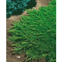 Juniperus horizontalis ´Prince of Wales´ / Borievka, 15 - 20 cm, K9