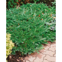 Juniperus horizontalis ´Prince of Wales´ / Borievka, 15 - 20 cm, K9