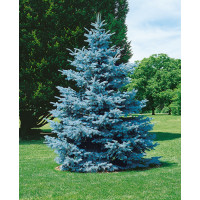Picea pungens ´Hoopsii´ / Smrek pichľavý, 100-120 cm, KB