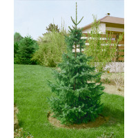 Picea omorika / Smrek srbský omorikový, 20 - 30 cm, K9