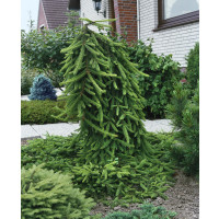 Picea abies ´Inversa´ / Smrek obyčajný previsnutý, 160-180 cm, KB