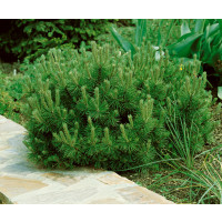 Pinus mugo ´Pumilio´ / Borovica horská, 15-20 cm, C1,5