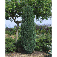 Taxus bacc. ´Fastigiata Robusta´ / Tis obyčajný, 20-30 cm, C1