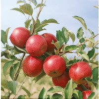 Malus domestica ´Jonathan´ / Jabloň zimná, M26