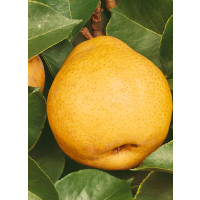 Pyrus communis ´Lucasova´ / Hruška zimná, hr. planá