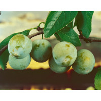 Prunus domestica ´Zelená´ / Ringlota, Myr.
