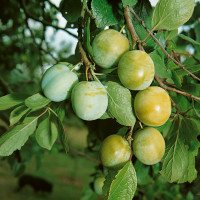 Prunus domestica ´Zelená´ / Ringlota, Myr.