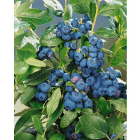 Vaccinium corymb. ´Sunshine Blue´ / Kanad. čučoriedka, 15-20 cm, K9
