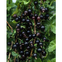Ribes x culverwellii / Josta, krík, VK, 2-3 výh.