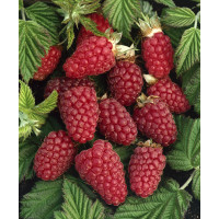 Rubus fruticosus ´Tayberry´ / Malinočernica, K9