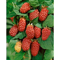 Rubus fruticosus ´Tayberry´ / Malinočernica, K9