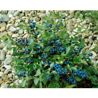 Vaccinium corymb. ´Spartan´ / Kanad. čučoriedka, 100/120, K17