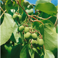 Actinidia arguta ´Issai´ / Drobnoplodé kiwi, 40-60 cm, K11