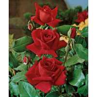 Rosa ´Clg. Crimson Glory´ / Ruža popínavá červená, krík, BK