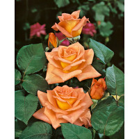 Rosa ´Ambassador´ / Ruža čajohybrid oranžová, krík, BK