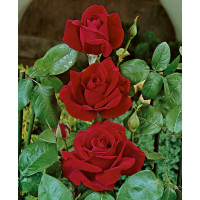 Rosa ´Chrysler Imperial´ / Ruža čajohybrid tmavá červená, krík, BK