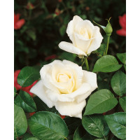 Rosa ´Mount Shasta´ / Ruža čajohybrid, KMIENOK 120 cm, BK