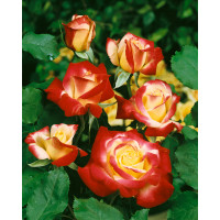 Rosa ´Double Delight´ / Ruža čajohybrid, krík, BK