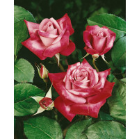 Rosa ´Passion´ / Ruža čajohybrid, krík, BK