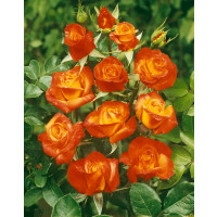 Rosa ´Rumba´ / Ruža mnohokvetá červenožltá, krík, BK