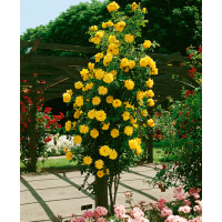 Rosa ´Goldenfinger´ / Ruža popínavá, krík, BK