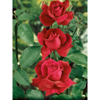 Rosa ´Clg. Crimson Glory´ / Ruža popínavá červená, krík, BK