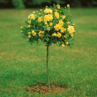 Rosa ´Casanova´ / Ruža čajohybrid, KMIENOK 120 cm, BK