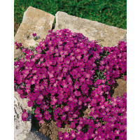 Aubrieta cultorum 'Vesuv'/ Tarička, K9