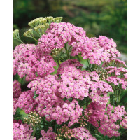 Achillea millefolium 'Lilac Beauty'/ Rebríček obyč., Myší chvost, K9