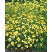 Coreopsis verticillata ´Moonbean´ / Kráska praslenová, K9