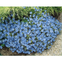 Campanula portenschlagiana / Zvonček skalničkový, K9