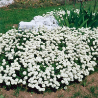 Iberis sempervirens ´Fishbeck´ / Iberka vždyzelená, K9