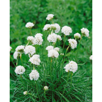 Armeria maritima ´Alba´/ Trávnička prímorská, K9