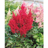 Astilbe japonica ´Montgomery´ / Astilba tmavočervená, K9