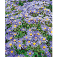 Aster amellus ´Rudolf Goethe´ / Astra kopcová modrá, K9