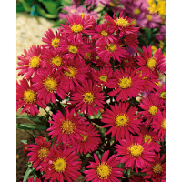 Aster novi belgii ´Jenny´ / Astra novobelgická tmavočervená, K9