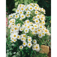 Aster novi-belgii ´White Ladies´ / Astra novobelgická, K9