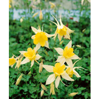 Aquilegia chrysantha ´Yellow Queen´ / Orlíček, C1