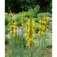 Asphodeline lutea / Asfodelka žltá, K9