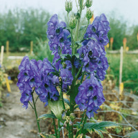 Aconitum carmichaeli ´Arendsiiˇ / Prilbica, K9